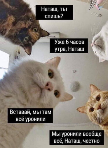 Знаменитый мем про Наташу и ее котов